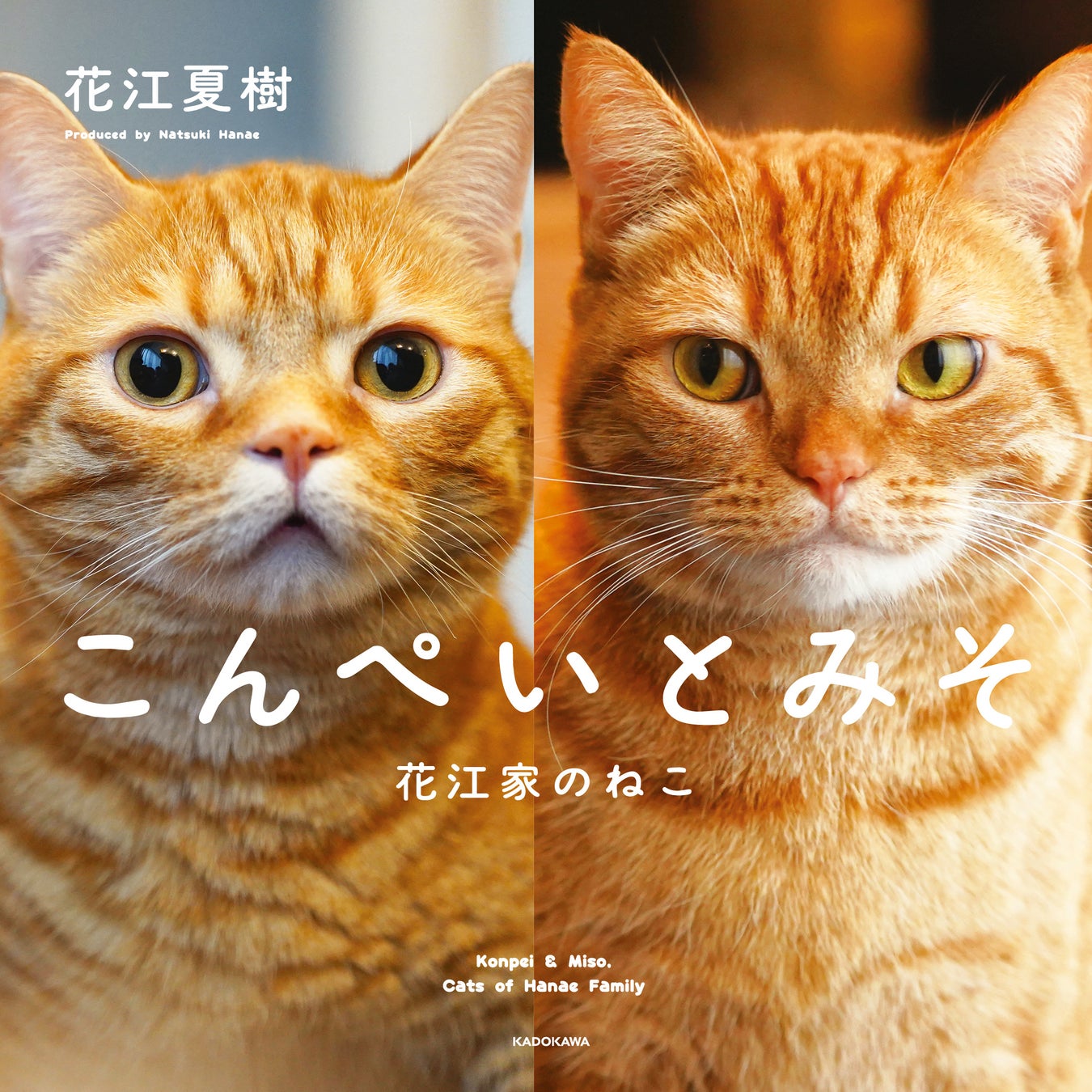 人気声優・花江夏樹が撮影＆プロデュースを全面的に手掛けた初の猫写真集『こんぺいとみそ』が11月17日発売！