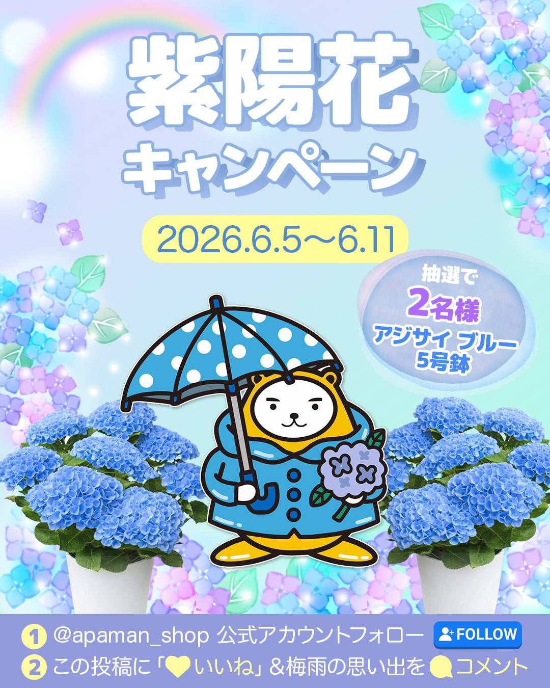6月限定｜ べあ～君 紫陽花キャンペーン2026開催中！